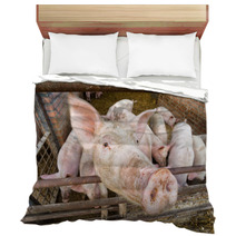 Pigs Bedding 56218341