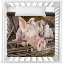 Pigs Nursery Decor 56218341