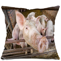 Pigs Pillows 56218341