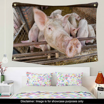 Pigs Wall Art 56218341