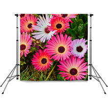 Pink And White Daisy Flowers Outdoor Backdrops 53974586