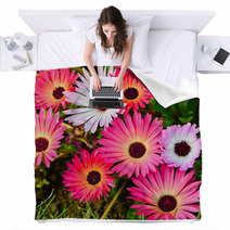 Pink And White Daisy Flowers Outdoor Blankets 53974586