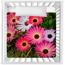 Pink And White Daisy Flowers Outdoor Nursery Decor 53974586