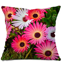 Pink And White Daisy Flowers Outdoor Pillows 53974586