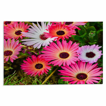 Pink And White Daisy Flowers Outdoor Rugs 53974586