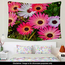 Pink And White Daisy Flowers Outdoor Wall Art 53974586