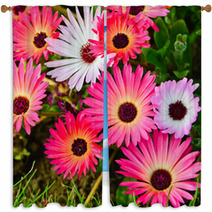 Pink And White Daisy Flowers Outdoor Window Curtains 53974586
