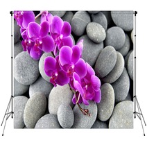 Pink Branch Orchid On The Gray Pebbles Backdrops 62553606