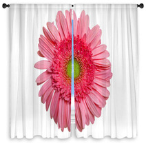 Pink Gerber Daisy Window Curtains 55958012
