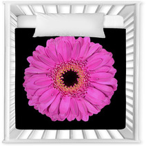 Pink Gerbera Flower Macro Isolated On Black Nursery Decor 39632093