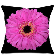 Pink Gerbera Flower Macro Isolated On Black Pillows 39632093