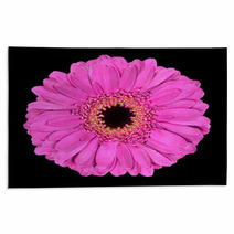 Pink Gerbera Flower Macro Isolated On Black Rugs 39632093