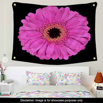 Pink Gerbera Flower Macro Isolated On Black Wall Art 39632093