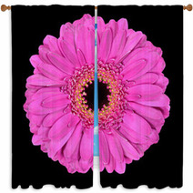 Pink Gerbera Flower Macro Isolated On Black Window Curtains 39632093