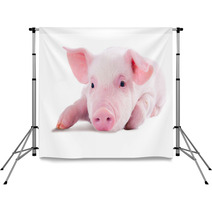 Pink Pig In Lying On His Stomach. Isolated On White Background Backdrops 62246981