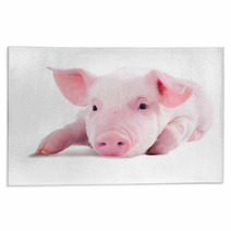 Pink Pig In Lying On His Stomach. Isolated On White Background Rugs 62246981