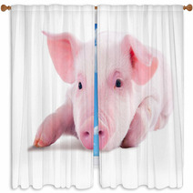 Pink Pig In Lying On His Stomach. Isolated On White Background Window Curtains 62246981