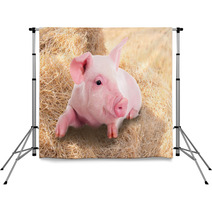 Pink Piggy Lying In Dry Straw. Backdrops 62247026