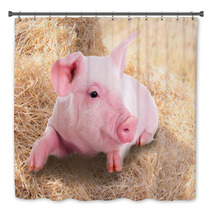 Pink Piggy Lying In Dry Straw. Bath Decor 62247026