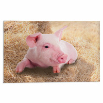 Pink Piggy Lying In Dry Straw. Rugs 62247026
