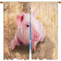 Pink Piggy Lying In Dry Straw. Window Curtains 62247026