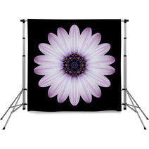 Pink Purple Mandala Flower Kaleidoscope Isolated On Black Backdrops 65035995