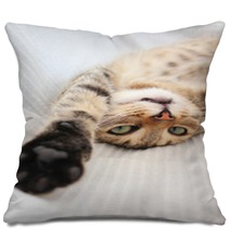 Playful Cat Pillows 53476864