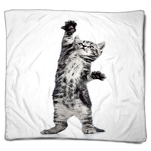 Playful Kitten Cat Isolated On White Blankets 44876410