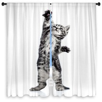 Playful Kitten Cat Isolated On White Window Curtains 44876410
