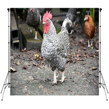 Plymouth Rock Rooster Backdrops 98912745