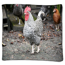 Plymouth Rock Rooster Blankets 98912745