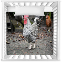 Plymouth Rock Rooster Nursery Decor 98912745