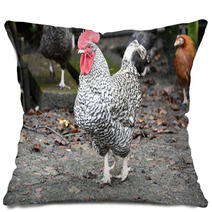 Plymouth Rock Rooster Pillows 98912745