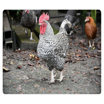 Plymouth Rock Rooster Rugs 98912745