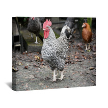 Plymouth Rock Rooster Wall Art 98912745