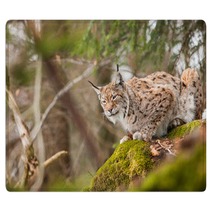 Portrait Lynx Rugs 81598392