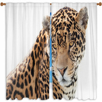 Portrait Of A Beautiful Jaguar Window Curtains 64054205