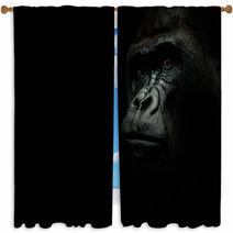 Portrait Of A Gorilla Isolated On Black Window Curtains 119888649