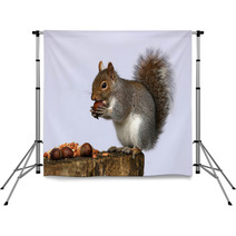 Portrait Of A Grey Squirrel Backdrops 74292251