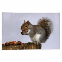 Portrait Of A Grey Squirrel Rugs 74292251
