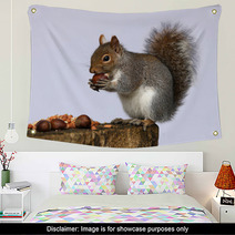 Portrait Of A Grey Squirrel Wall Art 74292251