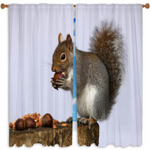 Portrait Of A Grey Squirrel Window Curtains 74292251