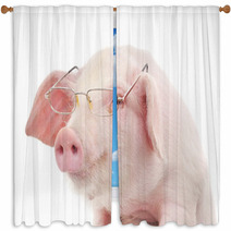 Portrait Of A Pig In Glasses Window Curtains 59644378