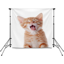 Portrait Of A Red Yawning Kitten. Backdrops 52156178