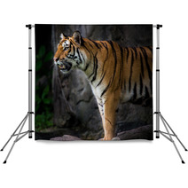 Portrait Of A Royal Bengal Tiger Backdrops 66856466