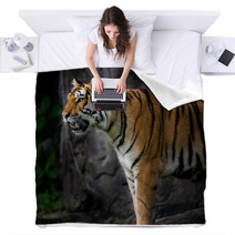 Portrait Of A Royal Bengal Tiger Blankets 66856466