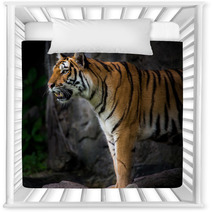 Portrait Of A Royal Bengal Tiger Nursery Decor 66856466