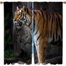 Portrait Of A Royal Bengal Tiger Window Curtains 66856466