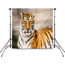 Portrait Of Amur Tiger Backdrops 65406520