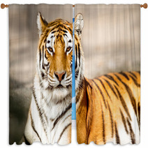 Portrait Of Amur Tiger Window Curtains 65406520